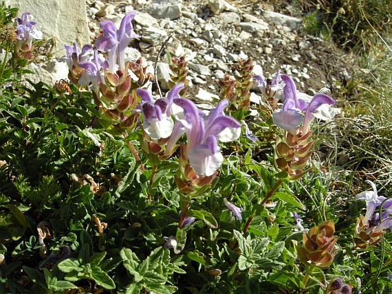 Scutellaria alpina / Scutellaria delle Alpi